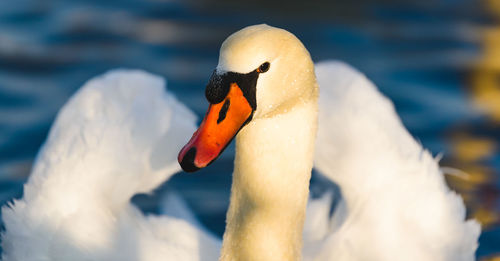 Close-up of swan