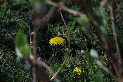 Close-up of yellow flowering plants on field