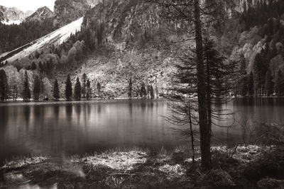 Reflection of trees in calm lake