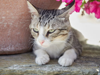 Close-up portrait of a cat looking away