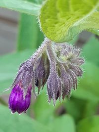 Close-up of purple flower