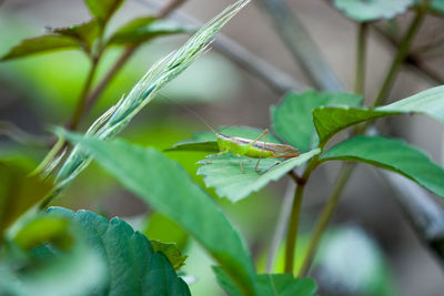 Close-up of insect on plant