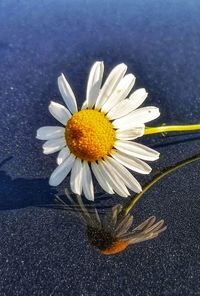 Close-up of white daisy flower