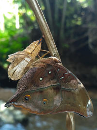 Close-up of butterfly on leaf