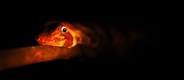 Close-up of animal over black background