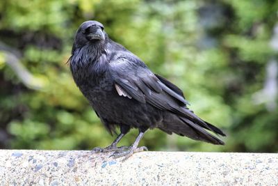 Close-up of crow perching on retaining wall