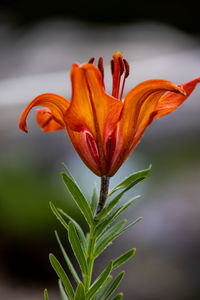 Close-up of plant