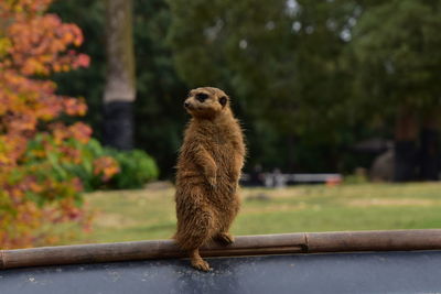 Close-up of squirrel on railing against trees