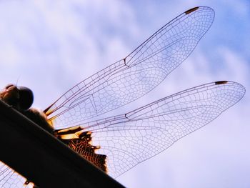 Low angle view of dragonfly on stick against sky