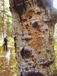 View of tree trunk