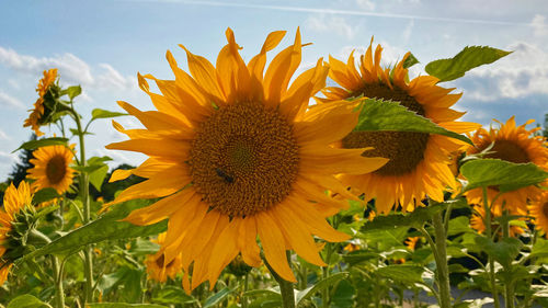 Close-up of sunflower on plant