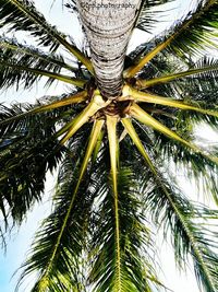 Low angle view of palm tree against sky