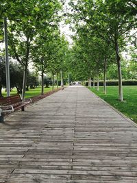 Empty walkway amidst trees in park