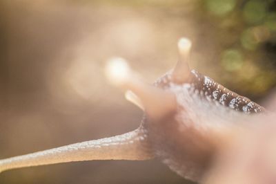 Close-up of snail