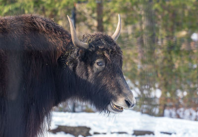 Close-up of a horse on snow