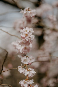 Close-up of cherry blossoms in spring