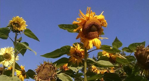 Low angle view of sunflower against clear sky