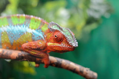 Close-up of a lizard on a tree