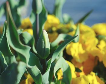 Close-up of yellow flowering plant