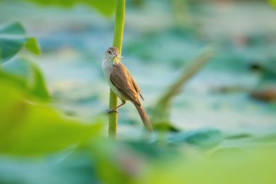 Close-up of bird perching on plant