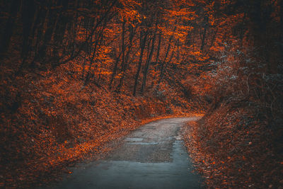 Road amidst trees in forest during autumn