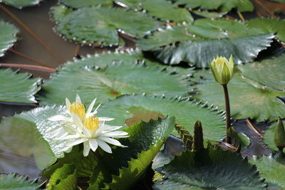 Close-up of lotus water lily in lake