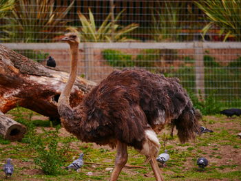 Close-up of ostrich on grass