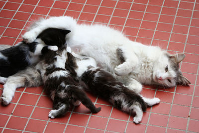 Cat sleeping on tiled floor