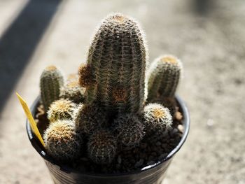 Close-up of succulent plant