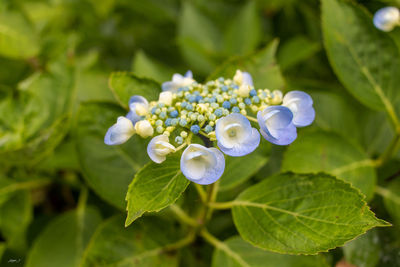 Close-up of white flowering plant