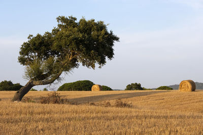 Hay bales on field against sky