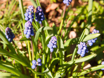 Close-up of purple flowering plants