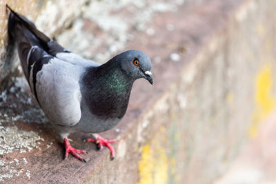 Close-up of pigeon perching on rock