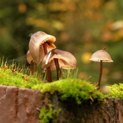 Close-up of mushrooms growing outdoors