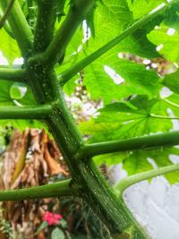 High angle view of crab on plant