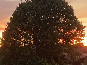 Low angle view of illuminated tree against sky during sunset