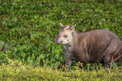 Close-up of rabbit on grassy field