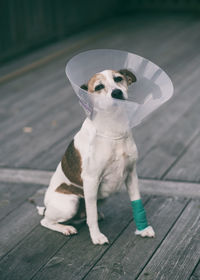 Portrait of dog with protective collar on wooden floor