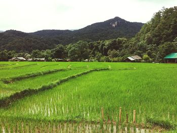 Scenic view of rice field against sky