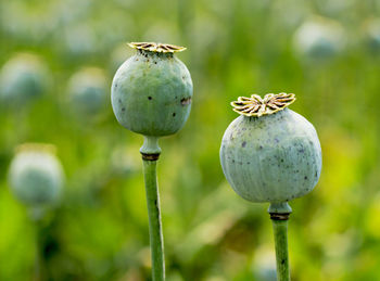 Close-up of poppy buds growing outdoors