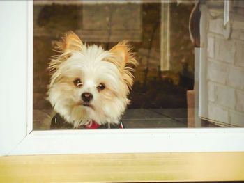 Portrait of a dog