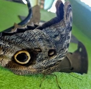 Close-up of a bird