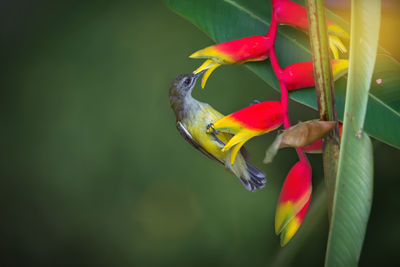 Close-up of bird perching on red flower