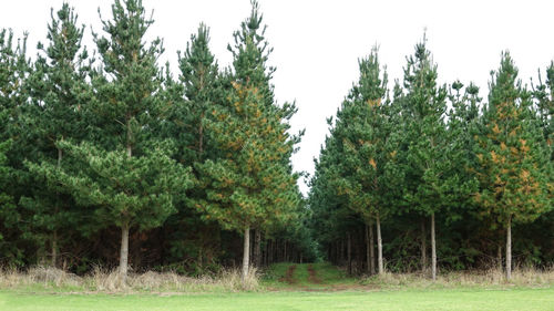 Trees against sky