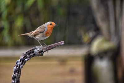 Close-up of bird perching outdoors