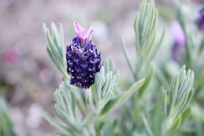 Close-up of purple flowering plant