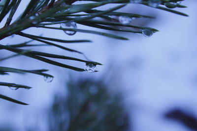 Close-up of water drops on leaves