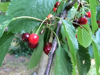 Close-up of red berries growing on tree