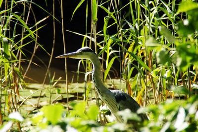 Close-up of gray heron perching amidst plants