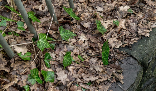 High angle view of plants growing on field